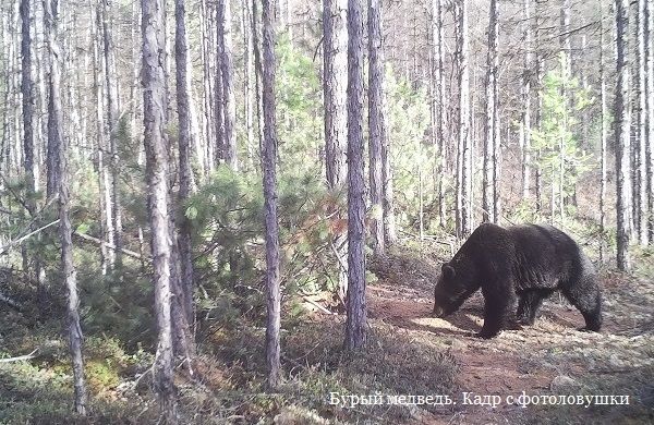 Медведь на тропе